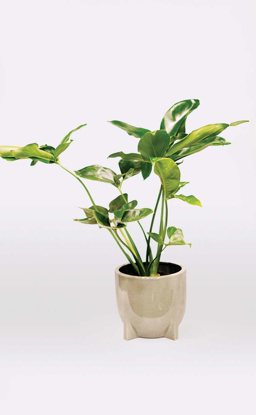 Filodendras (Philodendron Fun Bun) Filodendras (Philodendron Fun Bun)
