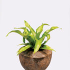 Kalnarūtė (Asplenium Antiguum)