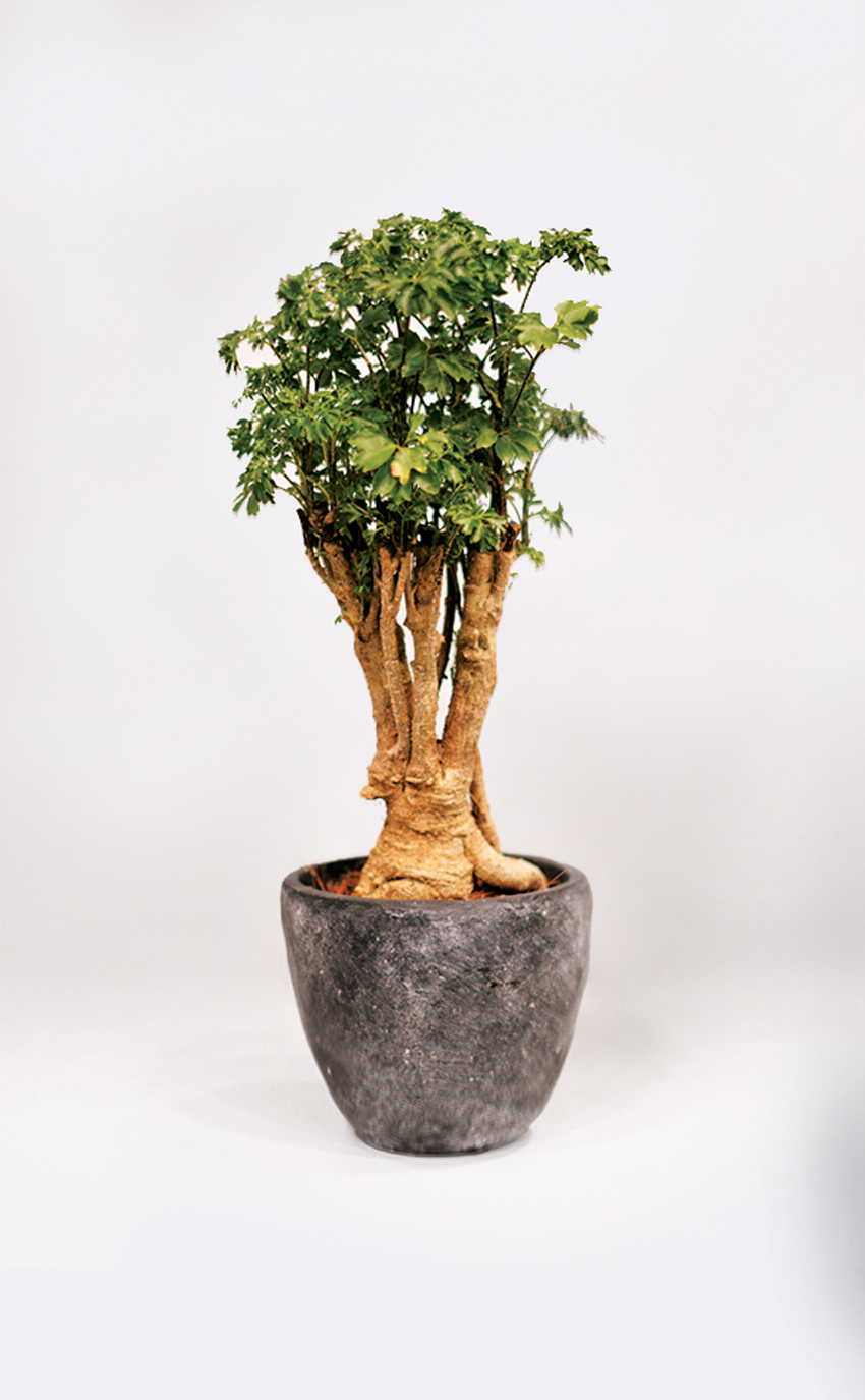 Petraoli" bonsai (Polyscias Parsley Bonsai) | Gls studija