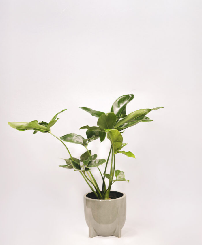 Filodendras (Philodendron Fun Bun)