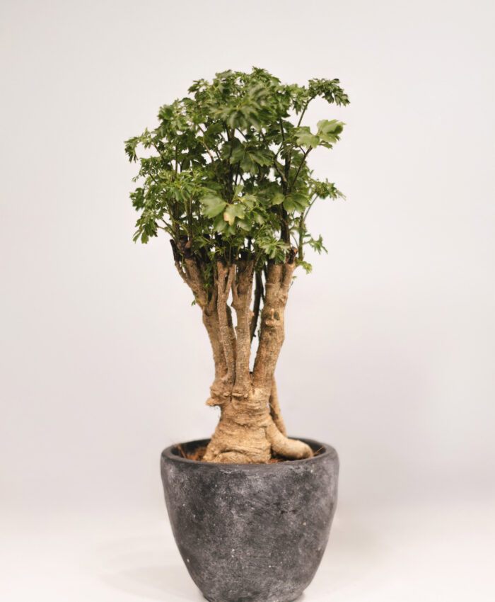 "Petražolių" bonsai ( Polyscias Parsley Bonsai)