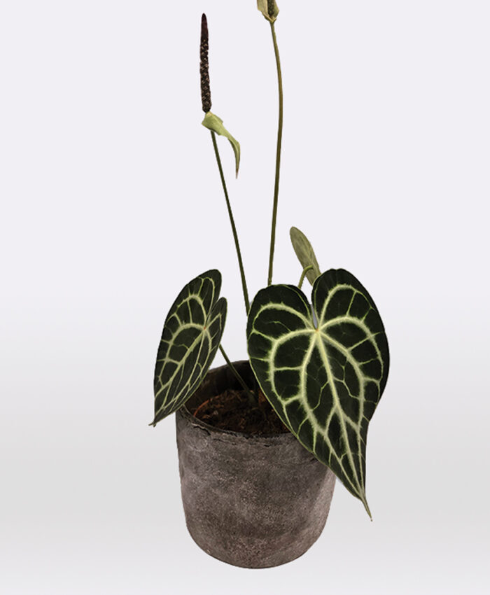 Anthurium clarinevium