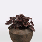 Peperomija ( Peperomia caperata)