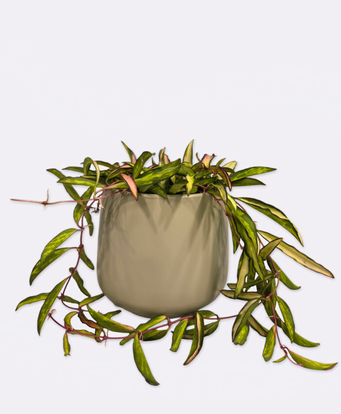 Vaškuolė (Hoya Wayetti Tricolor)