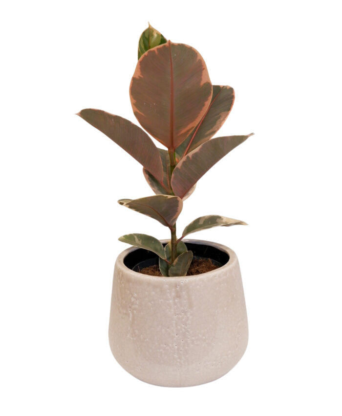 Fikusas ( Ficus belize)