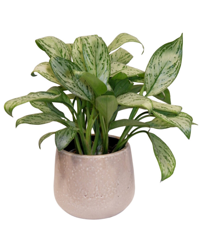 Aglaonema 'Maria'