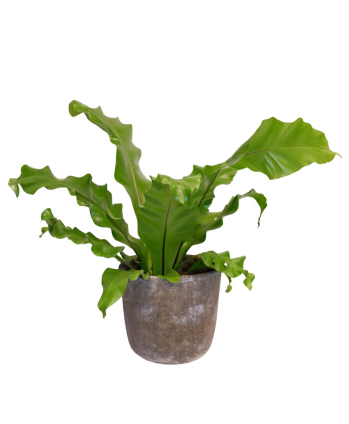 Paukščio lizdo papartis " Asplenium nidus"