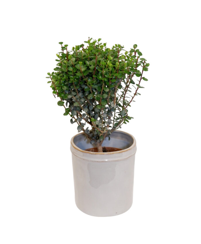 Myrsine africana