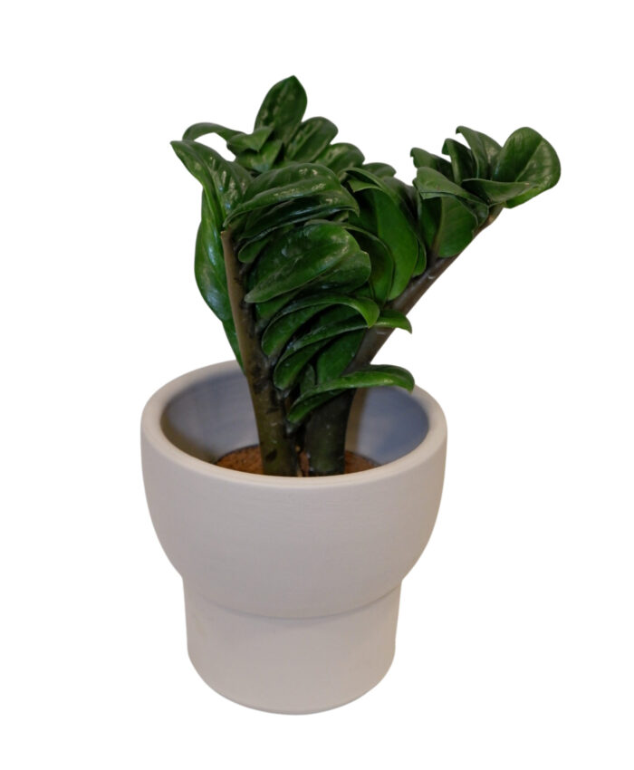 Zamioculcas Zenzi
