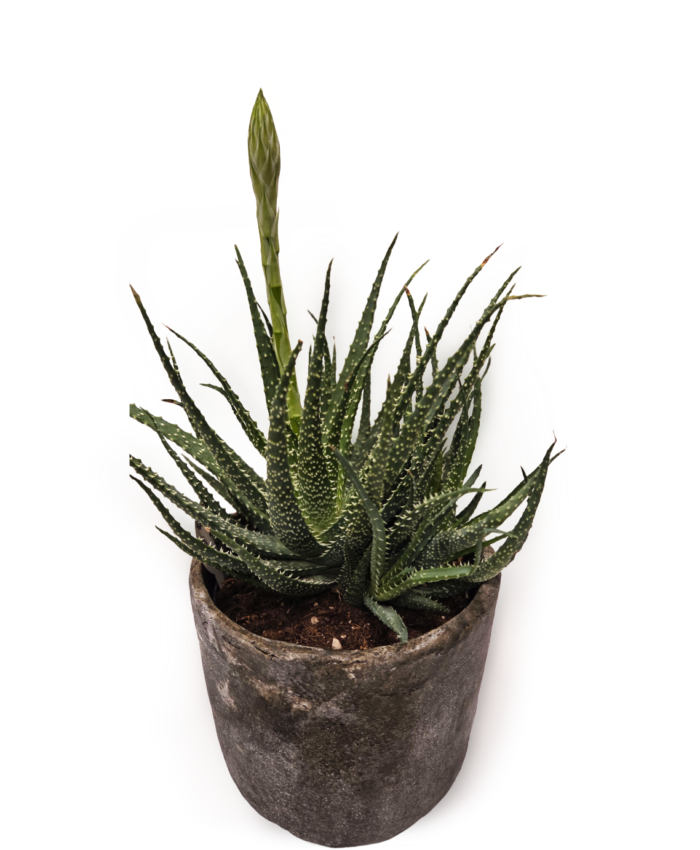 Aloe humilis