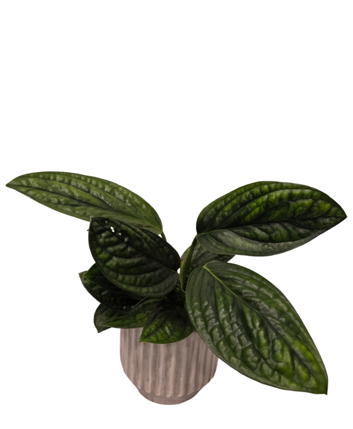 Epipremnum pinnatum Marble planet