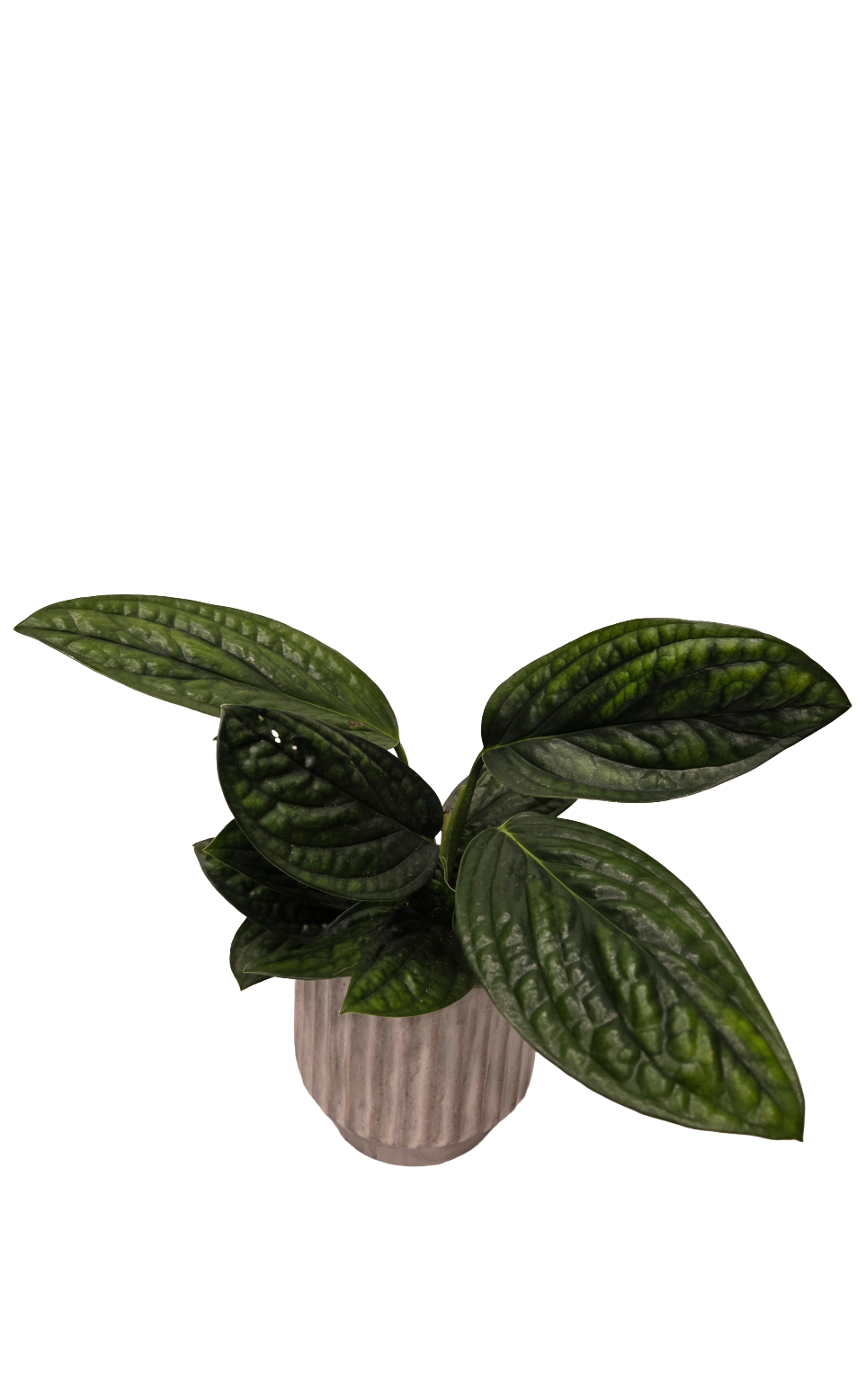 Monstera Peru