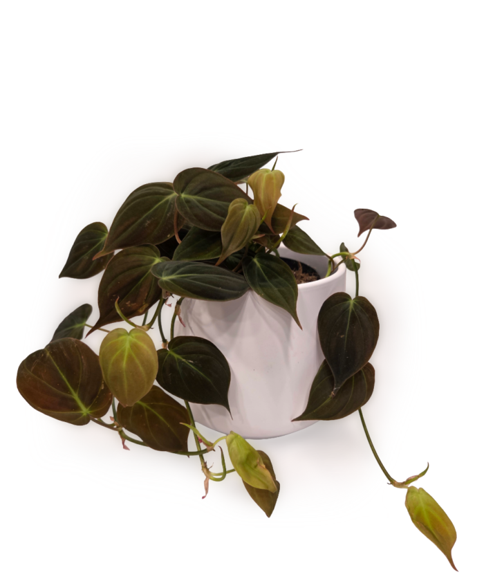 Philodendron scandens Micans
