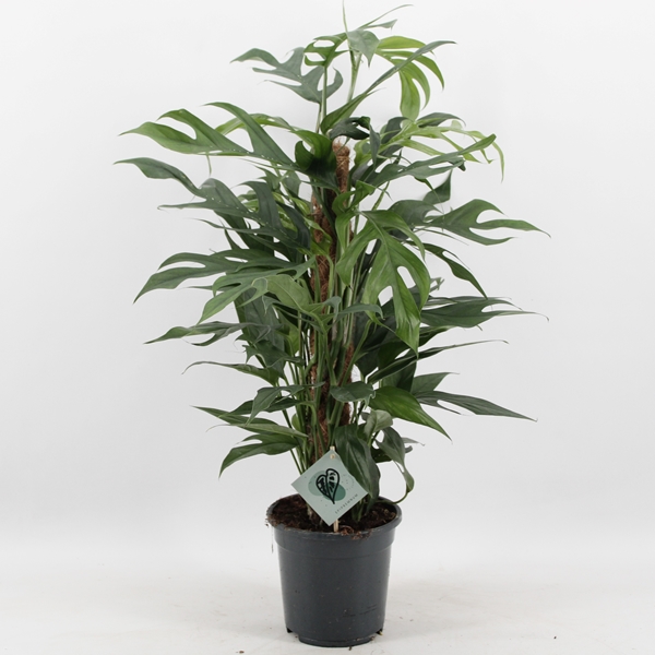 epipremnum pinnatum Baltic Blue