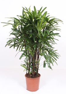 Rapipalmė ( Rhapis excelsa)