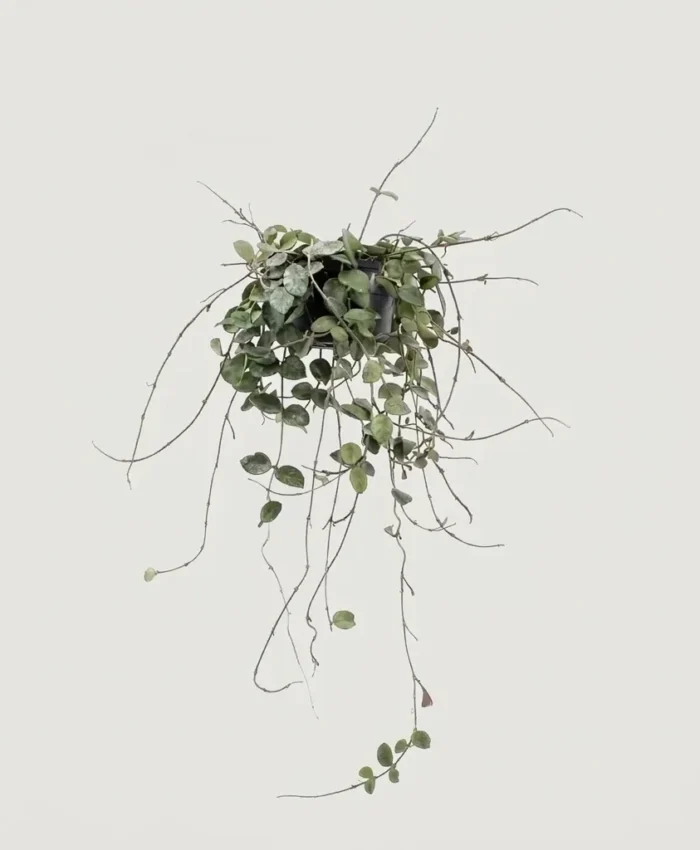 Vaškuolė ( Hoya Mathilde)