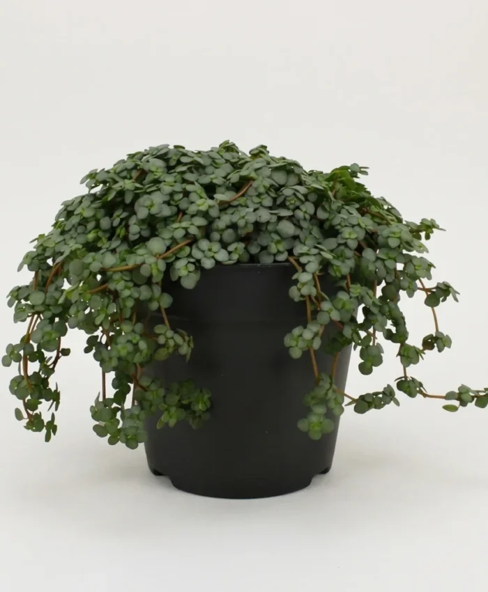 Pilkalapė Pilėja (Pilea Glaucophylla greyzy)
