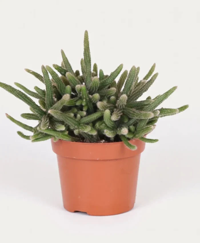 Kaktusas ripsalis (Rhipsalis baccifera)